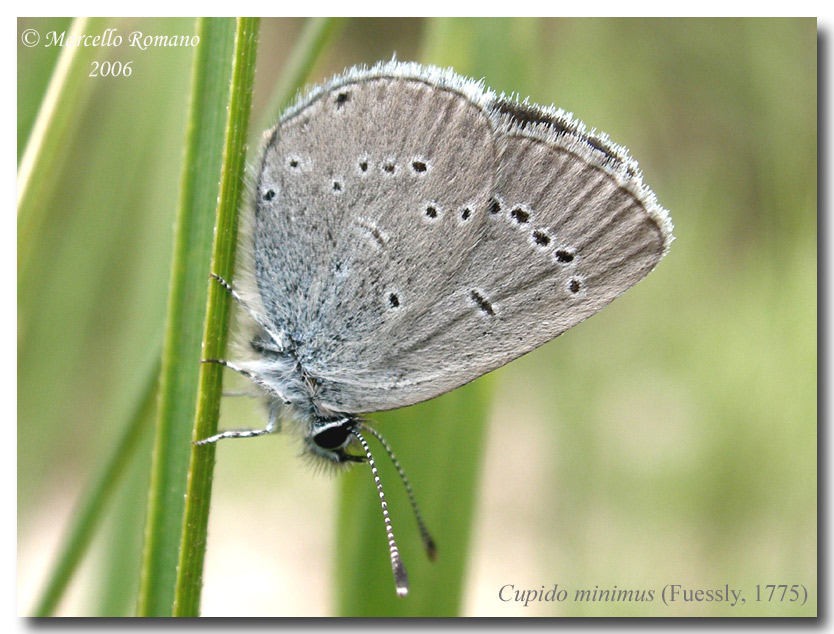 Un licenide lillipuziano: Cupido minimus